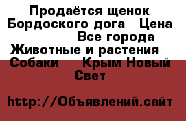 Продаётся щенок Бордоского дога › Цена ­ 37 000 - Все города Животные и растения » Собаки   . Крым,Новый Свет